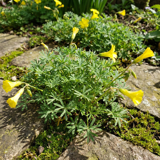 Yellow Oxalis Laciniata Flower Seeds Planting Yellow