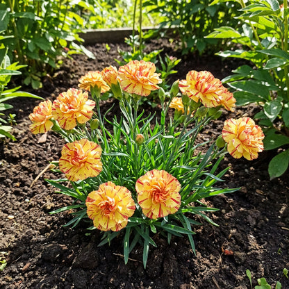 Dark Pink Carnation Flower Seeds for Easy Planting