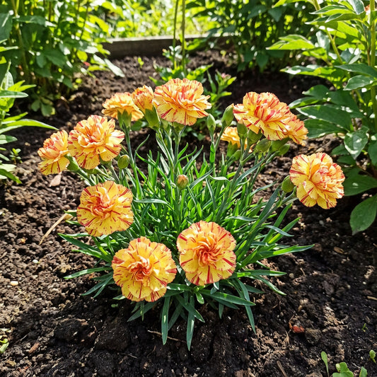 Dark Pink Carnation Flower Seeds for Easy Planting