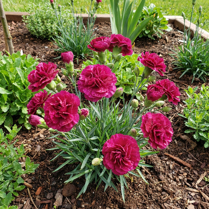 Yellow and Red Carnation Flower Seeds for Planting