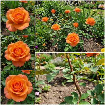 Einzigartige Orange Rosen Pflanzensamen - Samen für Außergewöhnliche und Schöne Blumenarrangements