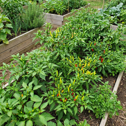 Spicy Mixed Labuyo Vegetable Seeds for Planting