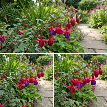 Fuchsia Flower Seeds for Planting: Add Vibrant Red and Violet Blooms to Your Collection
