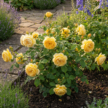 Gelbe Rosenblumensamen zum Pflanzen – Erhellen Sie Ihren Garten mit Sonnigen Blüten