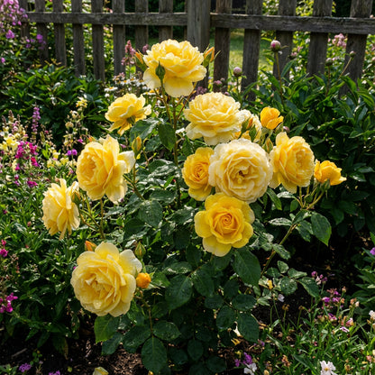 Gelbe Rosenblumensamen zum Pflanzen – Erhellen Sie Ihren Garten mit Sonnigen Blüten