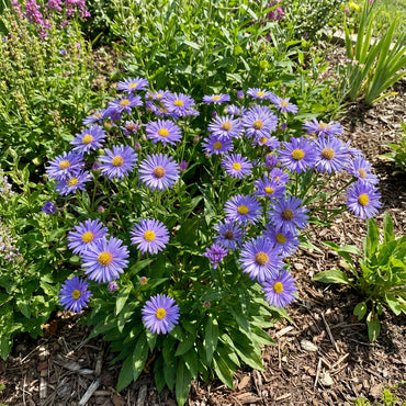 Violet Aster Flower Seeds for Planting - Vibrant Garden Addition