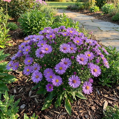 Violet Aster Flower Seeds for Planting - Vibrant Garden Addition