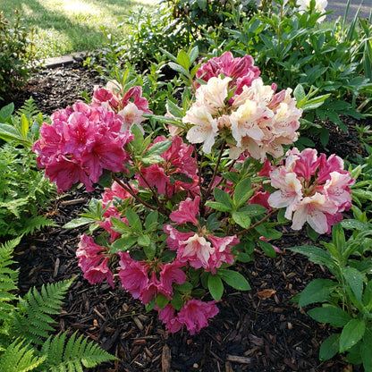 Azalea Seeds for Planting - Pink & White Blooms for a Beautiful Garden