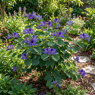 Plant Blue Bauhinia Seeds - Gorgeous Perennial Flowers for Your Garden