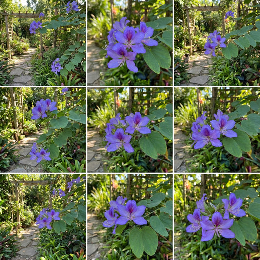 Plant Blue Bauhinia Seeds - Gorgeous Perennial Flowers for Your Garden