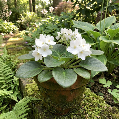Saintpaulia-Blumensamen zum Pflanzen Weiße Veilchen
