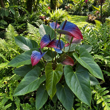 Anthurium Linden Araceae Seeds for Planting - Unique Blue & Red Anthurium Flowers - Perfect for Indoor & Outdoor Gardens