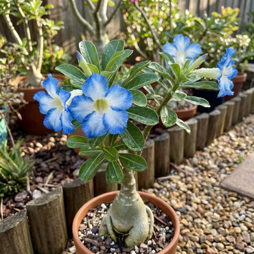 Adenium Flower Seeds for Planting - Stunning Blue and White Varieties for Your Garden