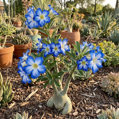 Adenium Flower Seeds for Planting - Stunning Blue and White Varieties for Your Garden