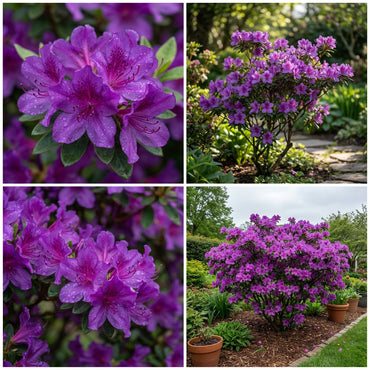 Violet Azalea Seeds for Planting - Brighten Your Space