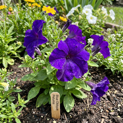 Blue Oblique Petunia Flower Seeds - Planting for Stunning Gardens