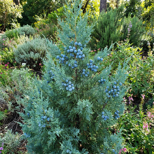 Cypress Platycladus Plant Seeds for Planting Sea Blue - Enhance Your Garden with Stunning Sea Blue Cypress Trees Seed
