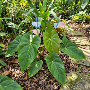 Anthurium Linden Flower Seeds - Sky Blue & Pink Anthuriums for Planting