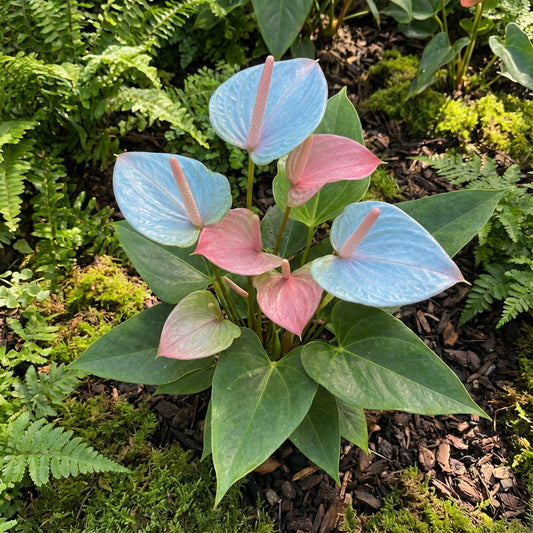 Anthurium Linden Flower Seeds - Sky Blue & Pink Anthuriums for Planting
