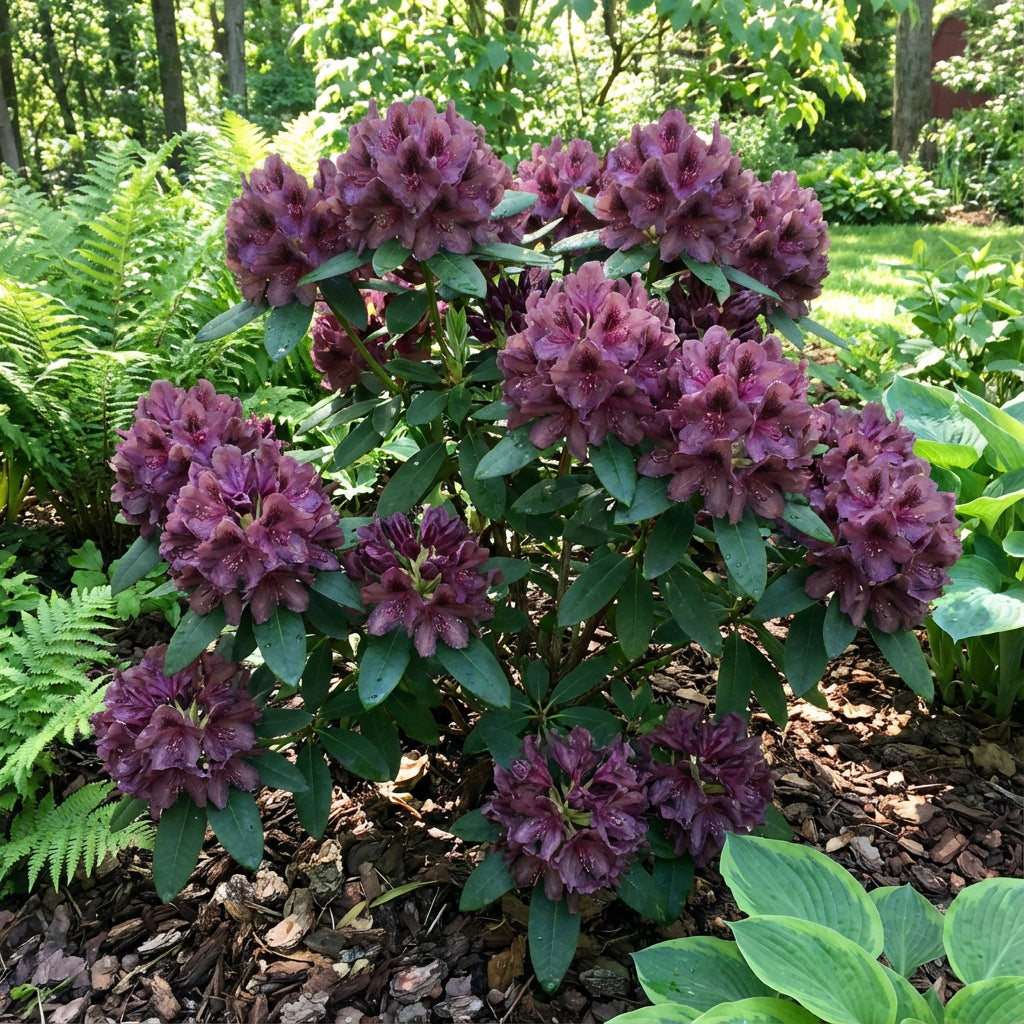 Rhododendron-Blumensamen zum Pflanzen Violett Braun