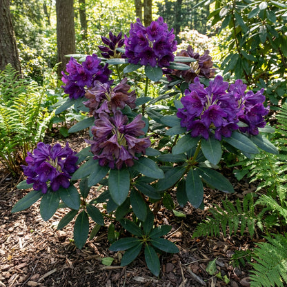 Rhododendron-Blumensamen zum Pflanzen Violett Braun