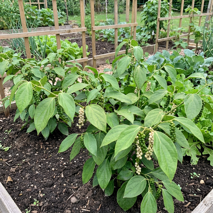 White Pepper Vegetable Seeds for Easy Planting