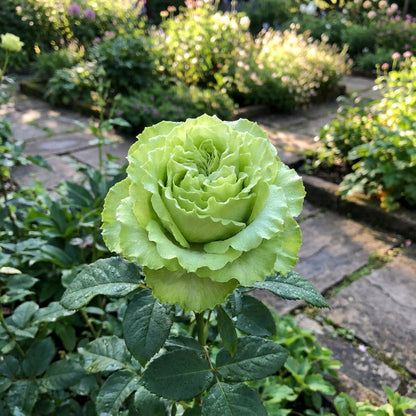 Rosensamen zum Pflanzen Grün