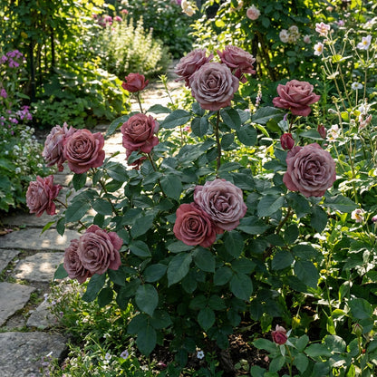 Seltene graue rote Rosensamen zum Pflanzen – Fügen Sie Ihrer Sammlung einzigartige graue und rote Rosen hinzu