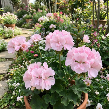 Univalve Geranium Flower Seeds for Planting Light Pink - Cultivate Beautiful Soft Light Pink Univalve Geraniums with These Seeds