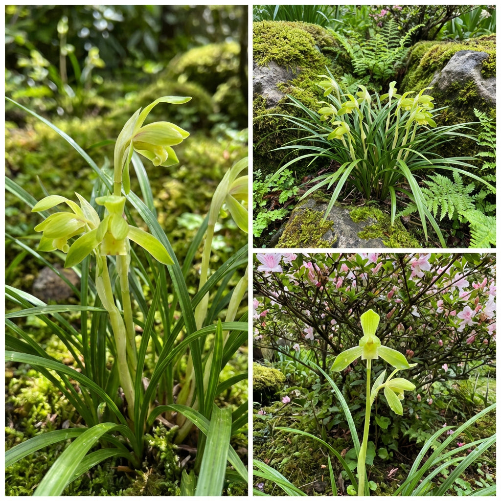 Cymbidium Maxillaria Goeringii Plant Seeds for Planting Lime Green - Discover the Uncommon Beauty of Lime Green Cymbidiums Seeds