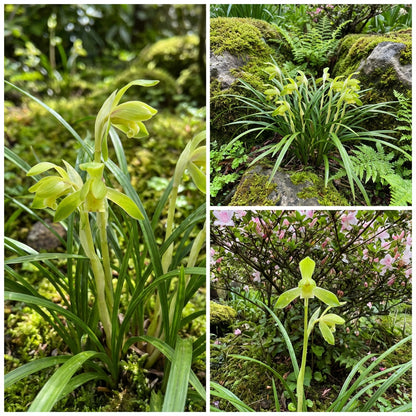 Cymbidium Maxillaria Goeringii Plant Seeds for Planting Lime Green - Discover the Uncommon Beauty of Lime Green Cymbidiums Seeds