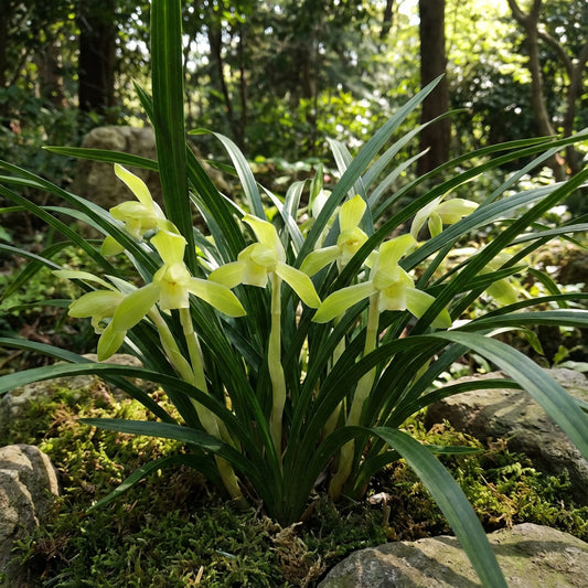 Cymbidium Maxillaria Goeringii Plant Seeds for Planting Lime Green - Discover the Uncommon Beauty of Lime Green Cymbidiums Seeds