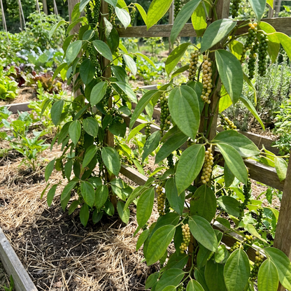 White Pepper Vegetable Seeds for Easy Planting