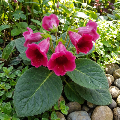 Brazilian Gloxinia Pink Flower Seeds for Planting