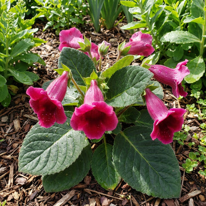 Brazilian Gloxinia Pink Flower Seeds for Planting