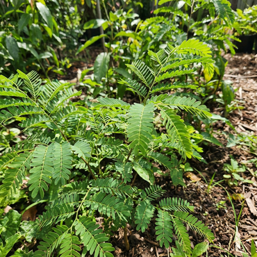 Green Tamarind Tree Seeds for Tropical Planting