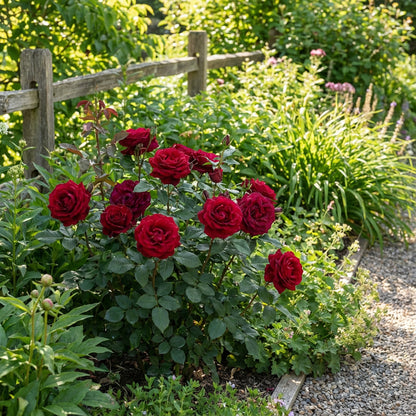Rubinrote Rosenblumensamen zum Pflanzen Dunkelrot