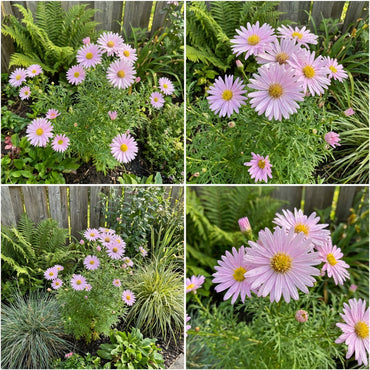 Soft Pink Aster Seeds for Planting - Cultivate Lovely Asters
