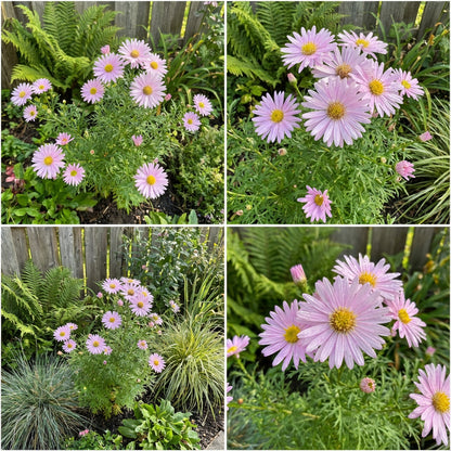 Soft Pink Aster Seeds for Planting - Cultivate Lovely Asters