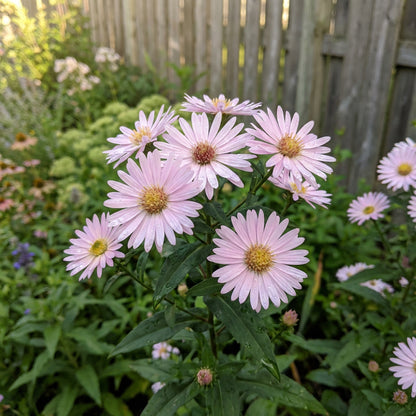 Soft Pink Aster Seeds for Planting - Cultivate Lovely Asters