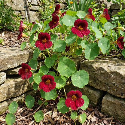 Dark Red Tropaeolum Nasturtium Flowering Seeds for Planting