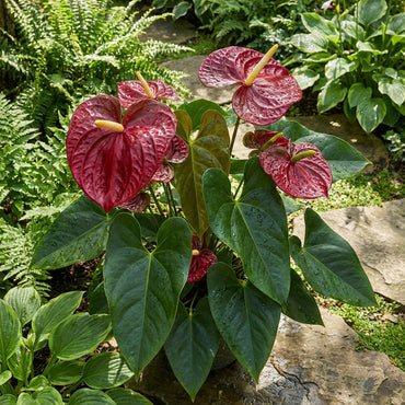 Anthurium Linden Seeds for Planting - Bold Red Blooms to Enhance Your Space