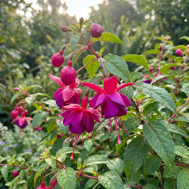 Dark Pink Fuchsia Flower Seeds for Easy Planting