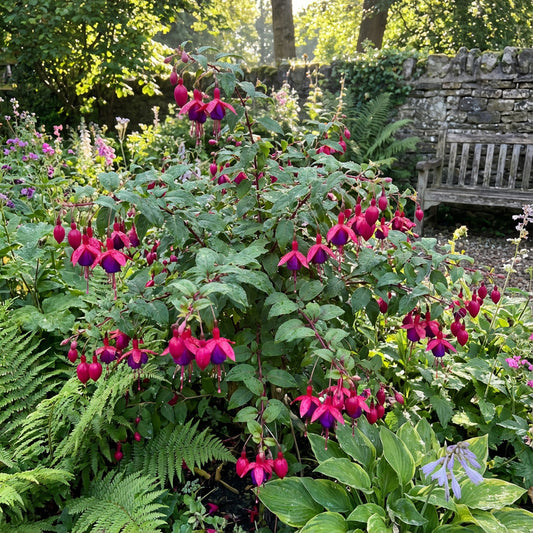 Dark Pink Fuchsia Flower Seeds for Easy Planting