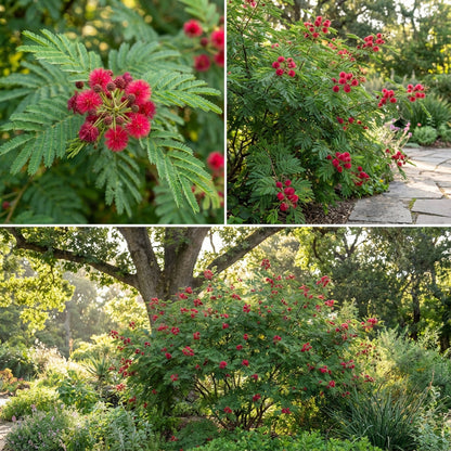 Acacia Perennial Flower Seeds - Plant Bold Red Blooms in Your Garden
