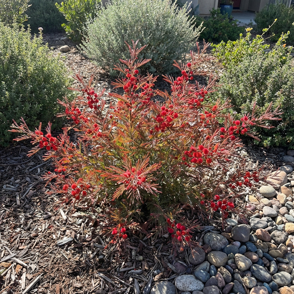 Acacia Perennial Flower Seeds - Plant Bold Red Blooms in Your Garden