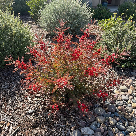 Acacia Perennial Flower Seeds - Plant Bold Red Blooms in Your Garden