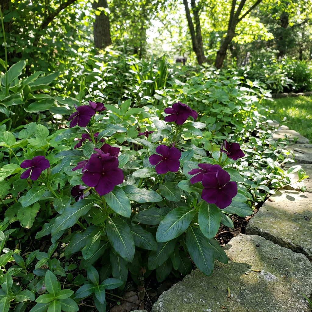 Dark Purple Vinca Flower Seeds for Planting - Grow Elegant Periwinkle Blooms