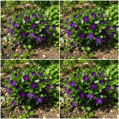 Dark Purple Vinca Flower Seeds for Planting - Grow Elegant Periwinkle Blooms