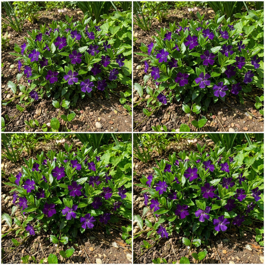 Dark Purple Vinca Flower Seeds for Planting - Grow Elegant Periwinkle Blooms
